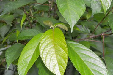 Evin etrafında yabani bitkilerin fotoğrafları, yabani otlar.