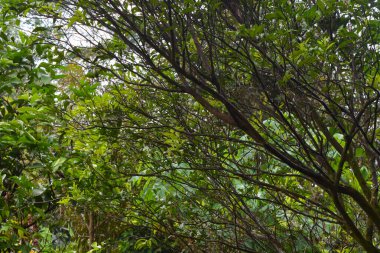 Evin etrafında yabani bitkilerin fotoğrafları, yabani otlar.