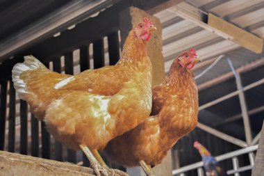 Birkaç yerli tavuğun fotoğrafı.