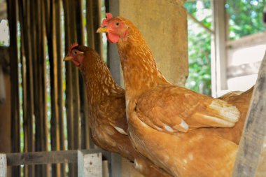 Birkaç yerli tavuğun fotoğrafı.