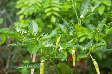 Taze çiçekler ve yeşil bitkilerin fotoğrafı