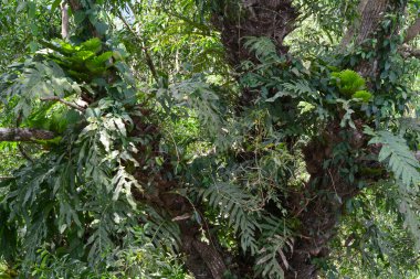 Taze bir orman biçimindeki doğal manzara fotoğrafları.