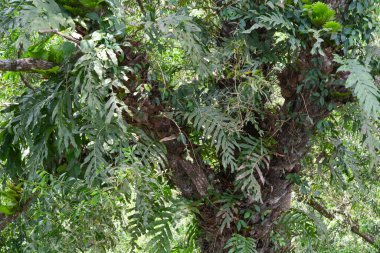 Taze bir orman biçimindeki doğal manzara fotoğrafları.