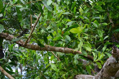 Taze çiçekler ve yeşil bitkilerin fotoğrafı