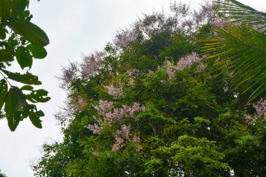 Taze çiçekler ve yeşil bitkilerin fotoğrafı
