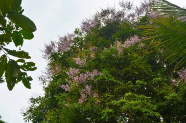 Taze çiçekler ve yeşil bitkilerin fotoğrafı