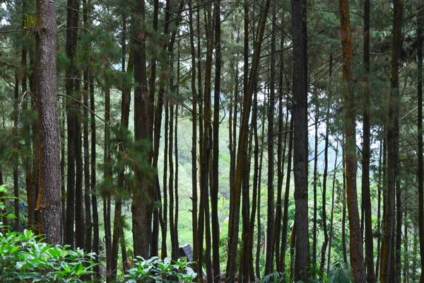 Fotos Paisagens Naturais Forma Uma Floresta Fresca — Fotografia de Stock
