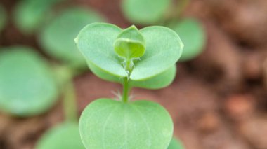 Bitkileri, çiçekleri, yaprakları kapatın. Düz fotoğraf.