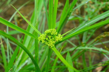 Bitkileri, çiçekleri, yaprakları kapatın. Düz fotoğraf.