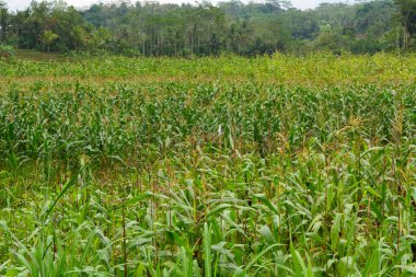 Bir tarlada çiçek, dal ve yapraklardan oluşan mısır ağacı..