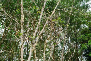 Endonezya 'daki Wonosobo şehir parkındaki solmuş ağaçların ve yeşil çayırların manzarası.