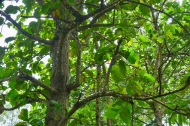 Endonezya 'daki Wonosobo şehir parkındaki solmuş ağaçların ve yeşil çayırların manzarası.