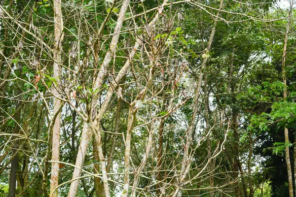 Vista Árboles Marchitos Prados Verdes Por Mañana Parque Ciudad Wonosobo —  Fotos de Stock