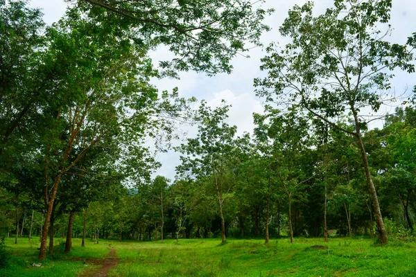 Pemandangan Pohon Pohon Layu Dan Padang Rumput Hijau Pagi Hari — Stok Foto
