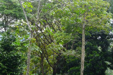 Endonezya 'daki Wonosobo şehir parkındaki solmuş ağaçların ve yeşil çayırların manzarası.