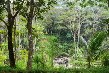 Endonezya 'daki Wonosobo şehir parkındaki solmuş ağaçların ve yeşil çayırların manzarası.