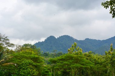 Endonezya 'daki Wonosobo şehir parkındaki solmuş ağaçların ve yeşil çayırların manzarası.