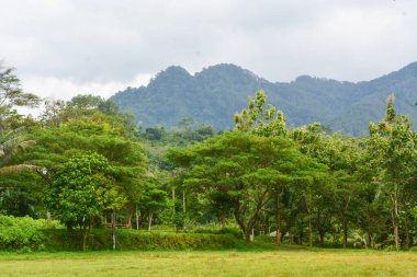 Endonezya 'daki Wonosobo şehir parkındaki solmuş ağaçların ve yeşil çayırların manzarası.