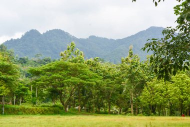 Endonezya 'daki Wonosobo şehir parkındaki solmuş ağaçların ve yeşil çayırların manzarası.