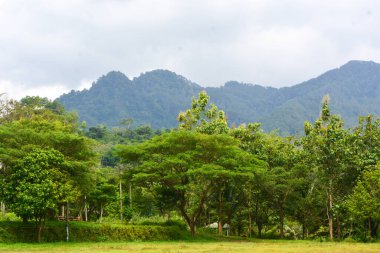 Endonezya 'daki Wonosobo şehir parkındaki solmuş ağaçların ve yeşil çayırların manzarası.
