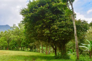 Endonezya 'daki Wonosobo şehir parkındaki solmuş ağaçların ve yeşil çayırların manzarası.