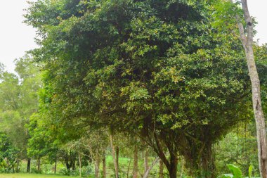 Endonezya 'daki Wonosobo şehir parkındaki solmuş ağaçların ve yeşil çayırların manzarası.