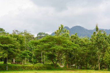 Endonezya 'daki Wonosobo şehir parkındaki solmuş ağaçların ve yeşil çayırların manzarası.