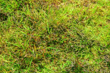 Bitkileri, çiçekleri, yaprakları kapatın. Düz fotoğraf.