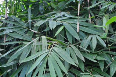 Bitkileri, çiçekleri, yaprakları kapatın. Düz fotoğraf.