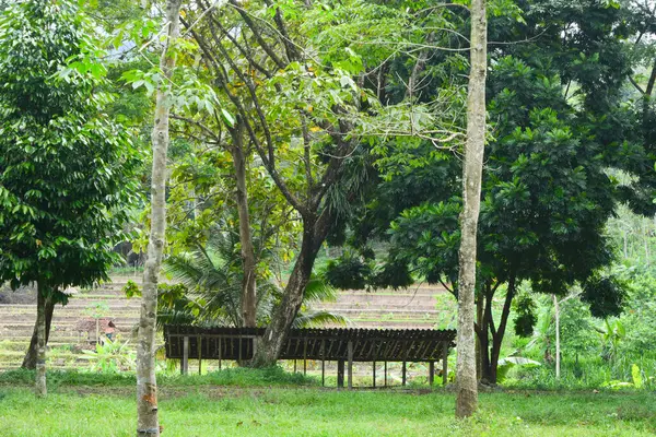 Vista Árvores Murchas Prado Verde Pela Manhã Parque Cidade Wonosobo — Fotografia de Stock