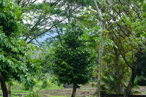 Vista Árvores Murchas Prado Verde Pela Manhã Parque Cidade Wonosobo — Fotografia de Stock