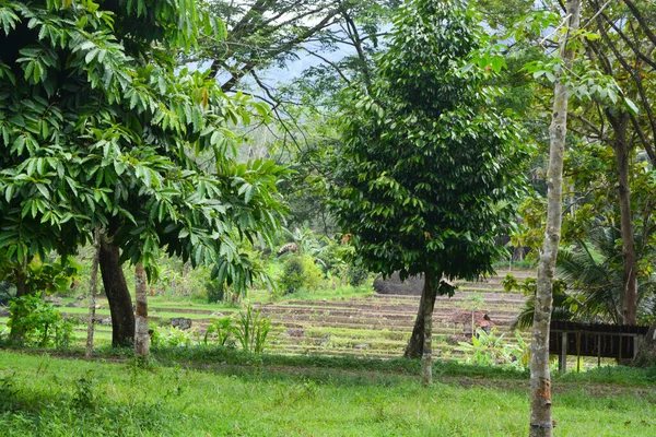 Вид Сушені Дерева Зелений Луг Вранці Міському Парку Вонособо Індонезія — стокове фото