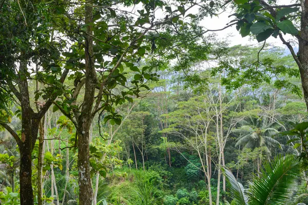 Pemandangan Pohon Pohon Layu Dan Padang Rumput Hijau Pagi Hari — Stok Foto