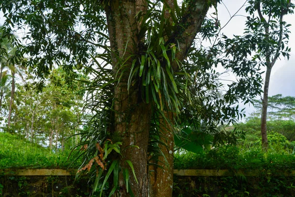 Вид Увядшие Деревья Зеленую Поджарку Утром Городском Парке Вонособо Индонезия — стоковое фото