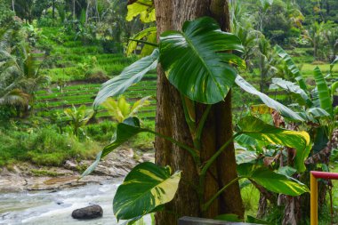 Karanlık bir gökyüzüne karşı hızlı akan akarsu ve dramatik merceksi bulutlar. Hiç kimse.