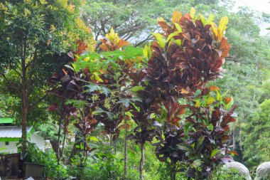 Endonezya 'daki Wonosobo şehir parkındaki solmuş ağaçların ve yeşil çayırların manzarası.