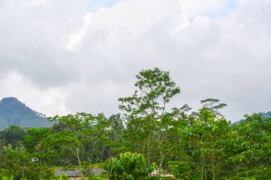 Endonezya 'daki Wonosobo şehir parkındaki solmuş ağaçların ve yeşil çayırların manzarası.