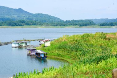 Bir tarlada çiçek, dal ve yapraklardan oluşan mısır ağacı..