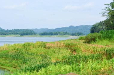 Bir tarlada çiçek, dal ve yapraklardan oluşan mısır ağacı..