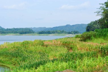 Bir tarlada çiçek, dal ve yapraklardan oluşan mısır ağacı..