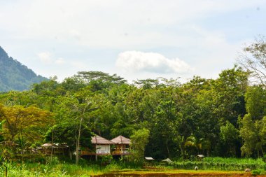 Endonezya 'daki Wonosobo şehir parkındaki solmuş ağaçların ve yeşil çayırların manzarası.