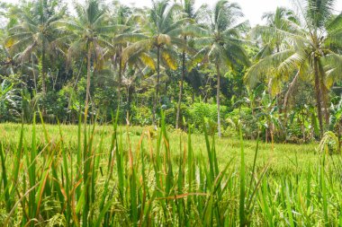Endonezya 'nın çeltik tarlasında bulunan grup pirinç bitkisine (Oryza sativa) yakından bakın. Kimse yok.