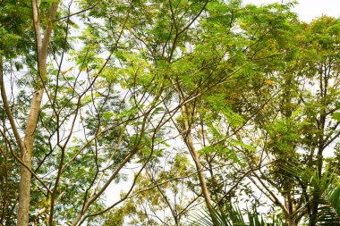 Endonezya 'daki Wonosobo şehir parkındaki solmuş ağaçların ve yeşil çayırların manzarası.