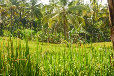 Endonezya 'nın çeltik tarlasında bulunan grup pirinç bitkisine (Oryza sativa) yakından bakın. Kimse yok.