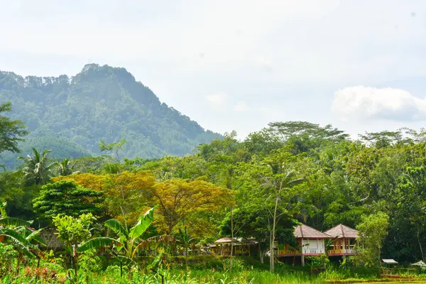 インドネシアのWonosobo市立公園で午前中に木々と緑の牧草地を見る — ストック写真