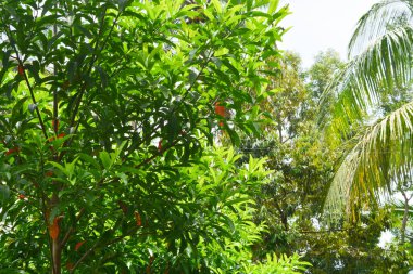 Endonezya 'daki Wonosobo şehir parkındaki solmuş ağaçların ve yeşil çayırların manzarası.