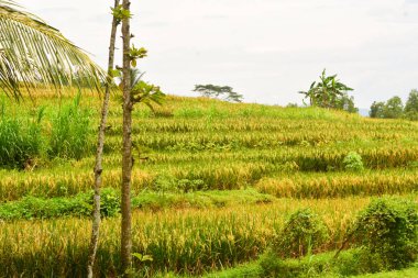 Endonezya 'nın çeltik tarlasında bulunan grup pirinç bitkisine (Oryza sativa) yakından bakın. Kimse yok.