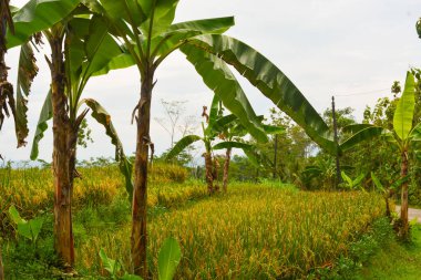 Endonezya 'nın çeltik tarlasında bulunan grup pirinç bitkisine (Oryza sativa) yakından bakın. Kimse yok.