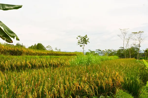 Endonezya Nın Çeltik Tarlasında Bulunan Grup Pirinç Bitkisine Oryza Sativa — Stok fotoğraf