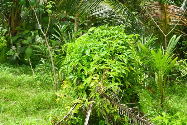 Вид Увядшие Деревья Зеленую Поджарку Утром Городском Парке Вонособо Индонезия — стоковое фото